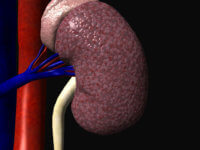 Факторы риска развития артериальной гипертензии