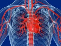 Лечение атеросклероза аорты сердца народными средствами